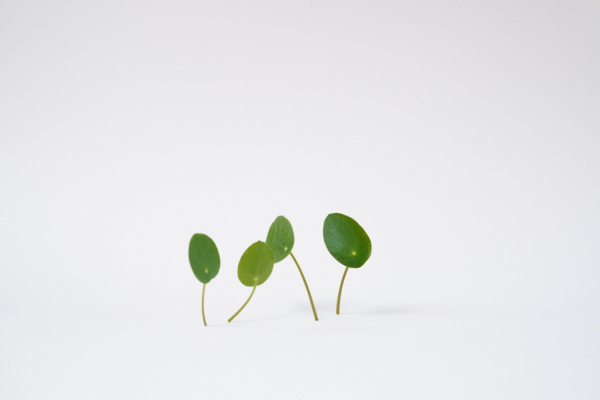 Centella Tiegerkraut gotu kola Serum Aging straffend hautpflegeöl